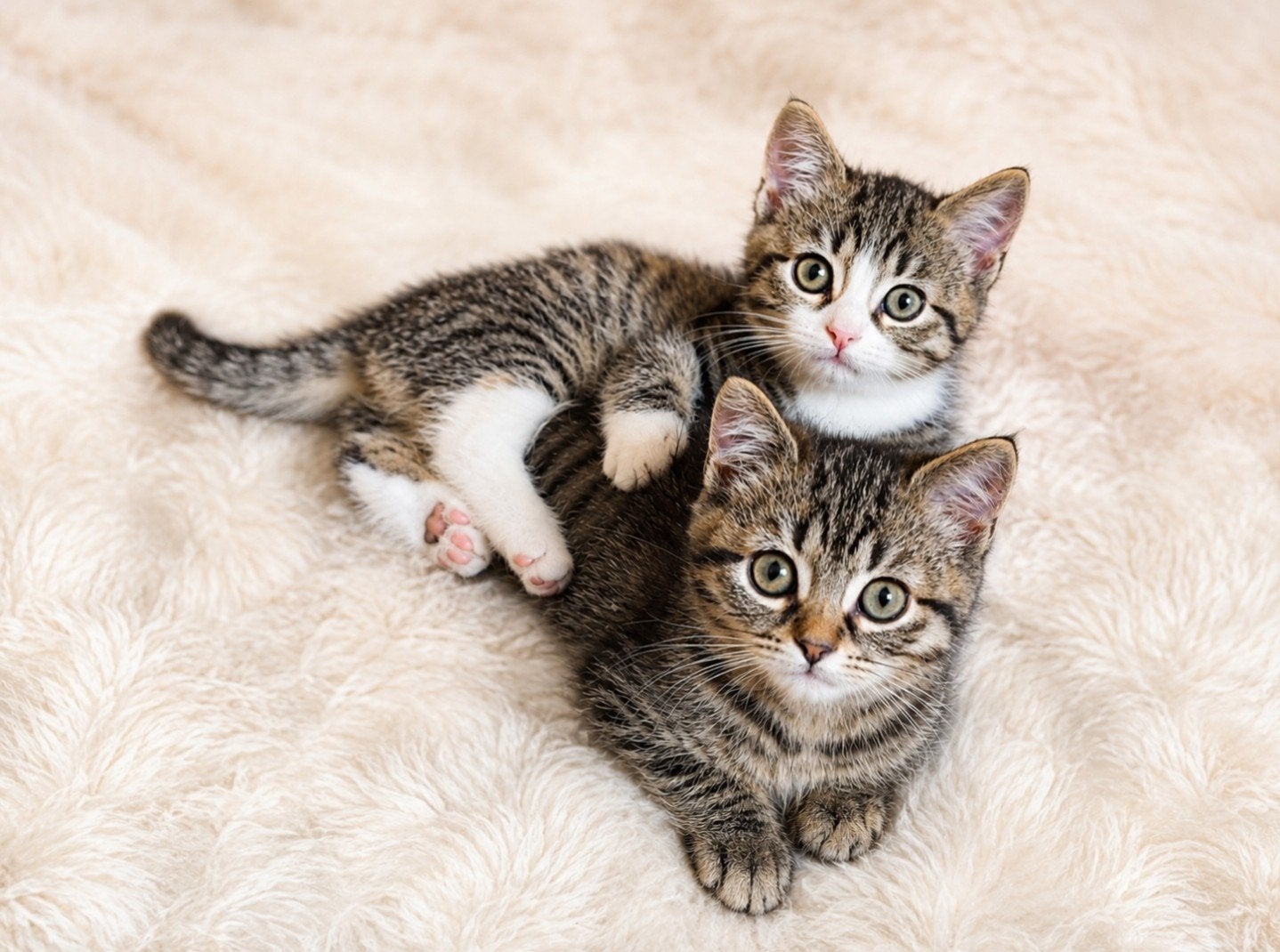 Lieve halfbloed Britse Korthaar kittens, Meerdere dieren, Kortharig, 0 tot 2 jaar