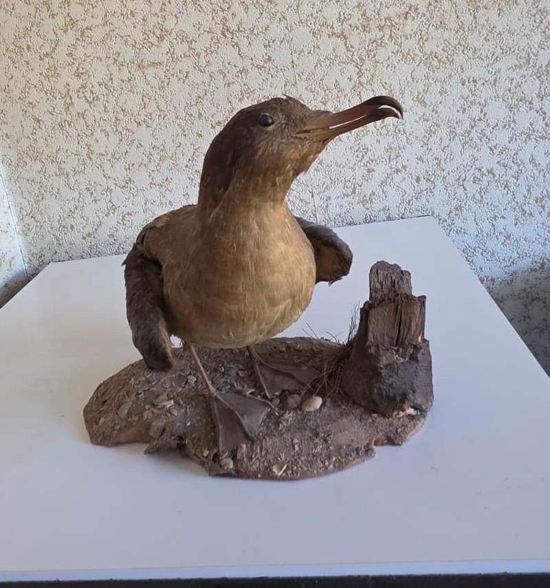 pijlstormvogel (opgezette vogel), Verzamelen, Dierenverzamelingen, Ophalen, Gebruikt, Vogel, Opgezet dier