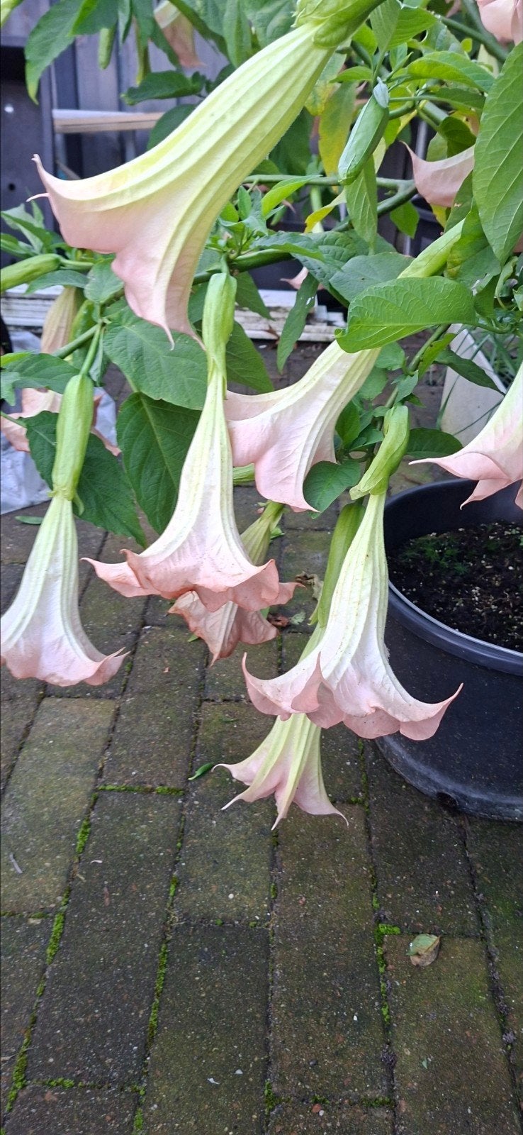 Brugmansia zam/rose. moederplanten, Ophalen of Verzenden, Zomer, Overige soorten, Volle zon