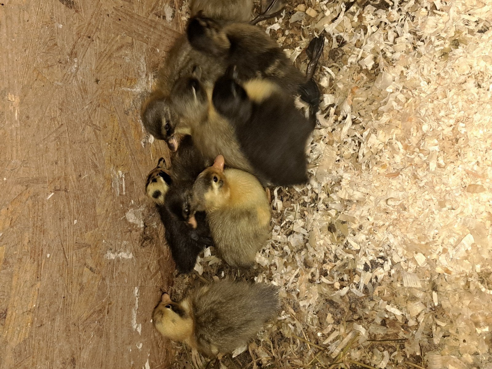 Kwaker eendjes van 25 juni., Dieren en Toebehoren, Meerdere dieren, Eend