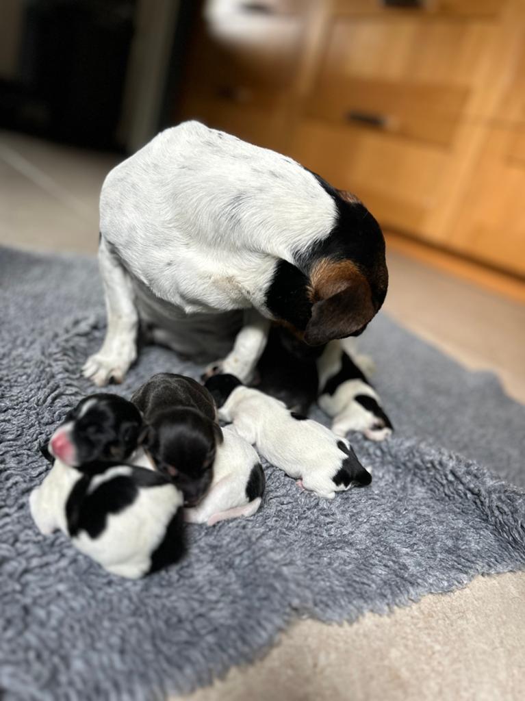 Prachtige jack russel pups!, Jack Russell Terriër, 8 tot 15 weken, Meerdere, Meerdere dieren