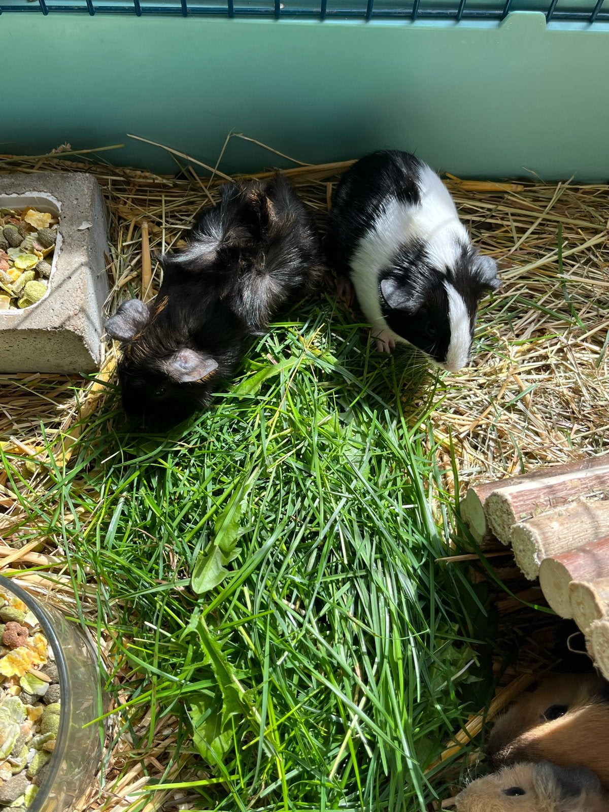 Geborstelde cavia’s en 1 zwart witte ridge-back, 3 beertjes, Dieren en Toebehoren, Knaagdieren, Cavia, Augustus, Mannelijk, Tam