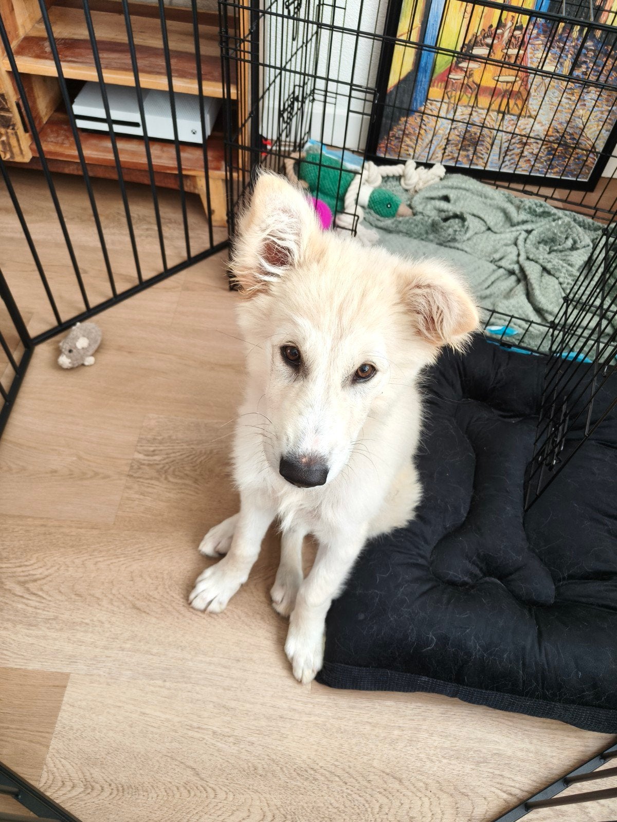 Puppy voor adoptie, Rabiës (hondsdolheid), 15 weken tot 1 jaar, Reu, Eén hond