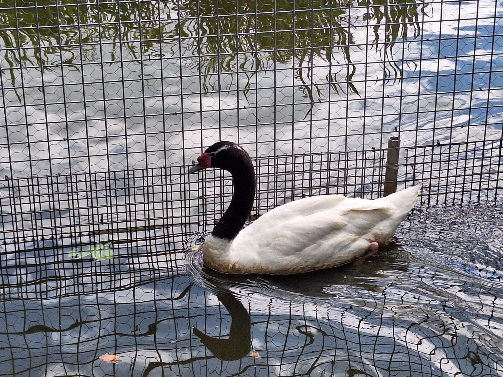 zwarthalszwaan, Dieren en Toebehoren, Vrouwelijk, Gans of Zwaan