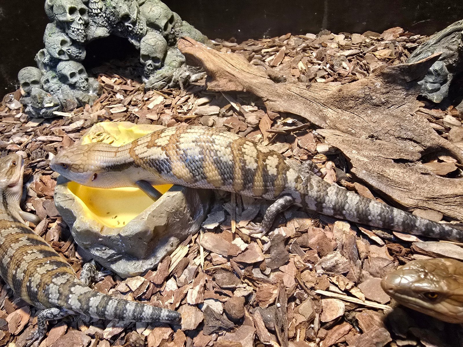 Tiliqua scincoides intermedia Blue Tongue Skink photo 3