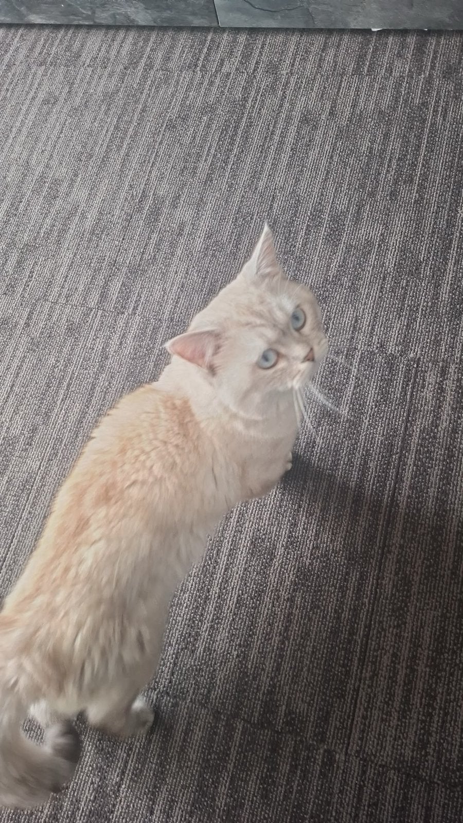 Kater zoekt een poesje voor dekking, Dieren en Toebehoren