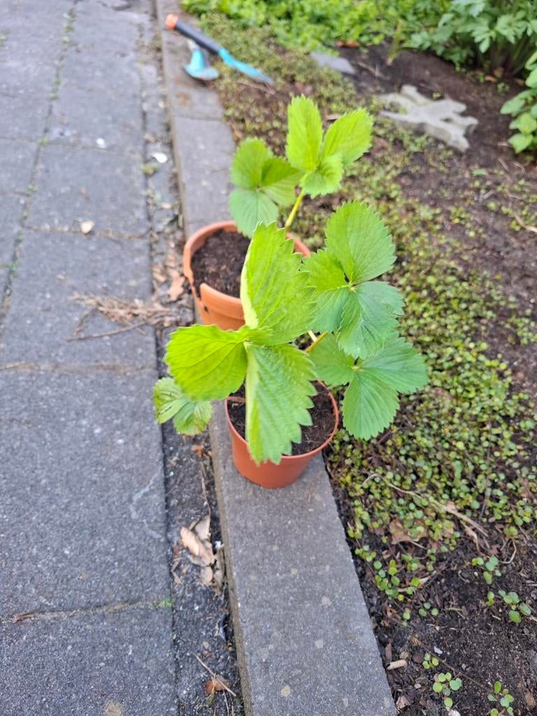 Aardbeien plantjes, Tuin en Terras, Ophalen, Volle zon