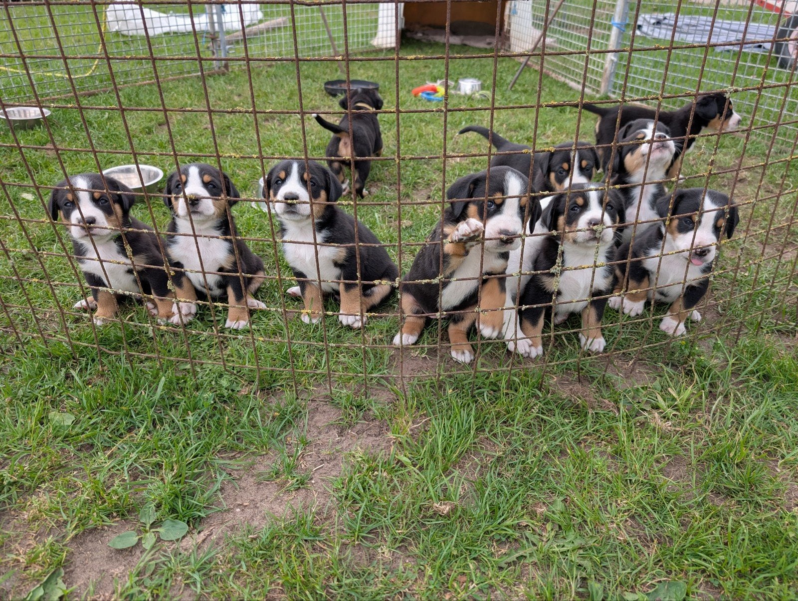 Grote Zwitserse Sennen pups, 8 tot 15 weken, Meerdere, Meerdere dieren, Nederland