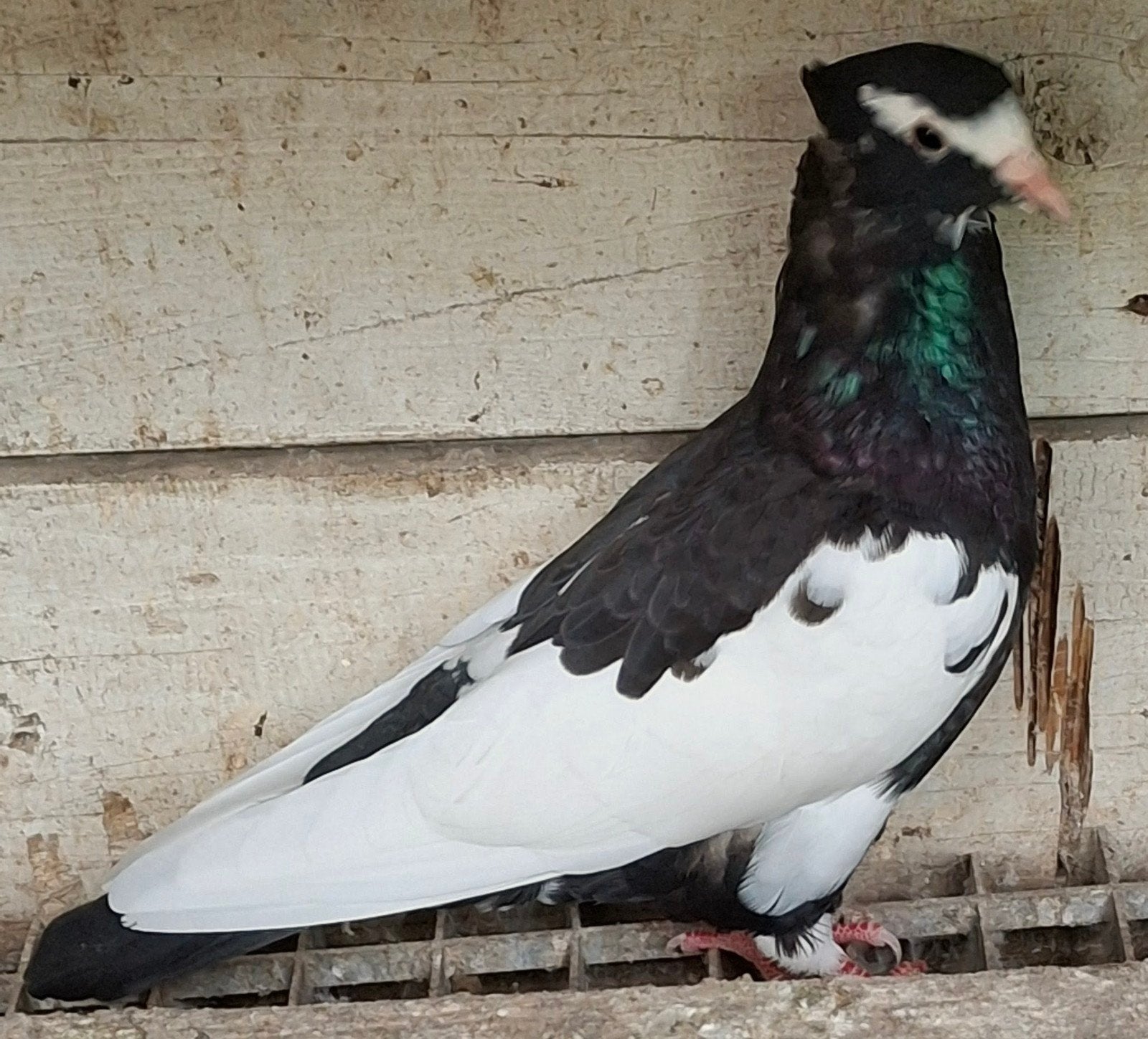 Paar mannelijke Iraanse vogels te koop