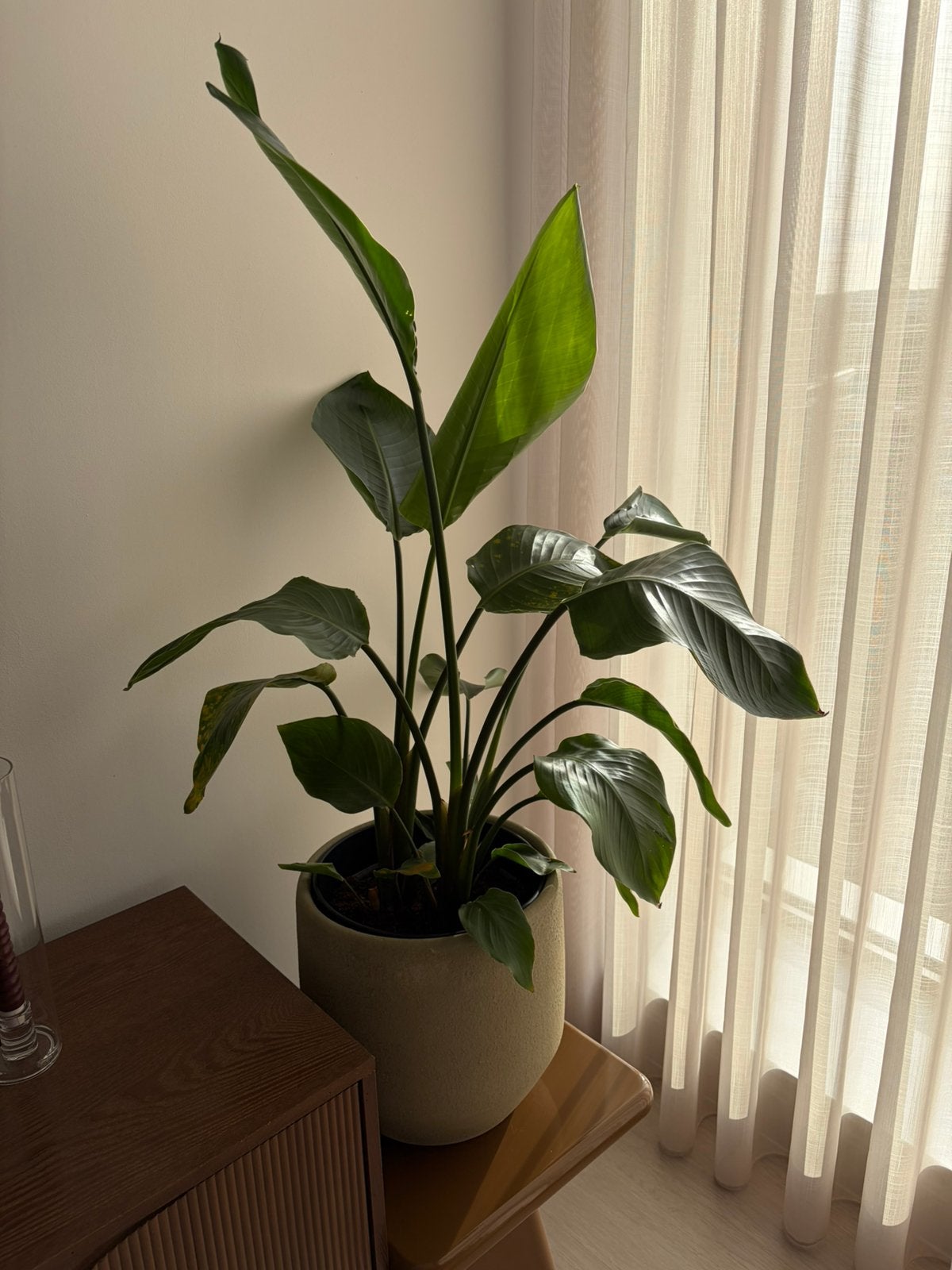 Grote kamerplant incl pot, Huis en Inrichting, Ophalen, 100 tot 150 cm, Halfschaduw, In pot