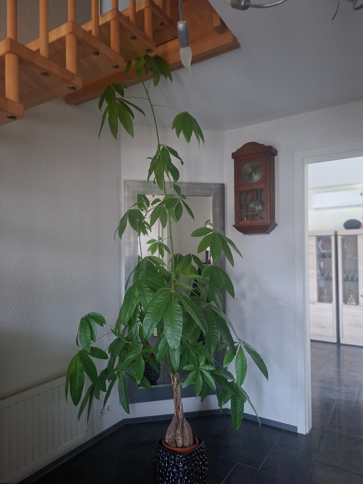 Grote plant (Pachira Aquatica) zonder sierpot, Ophalen, Overige soorten, Halfschaduw, 150 tot 200 cm