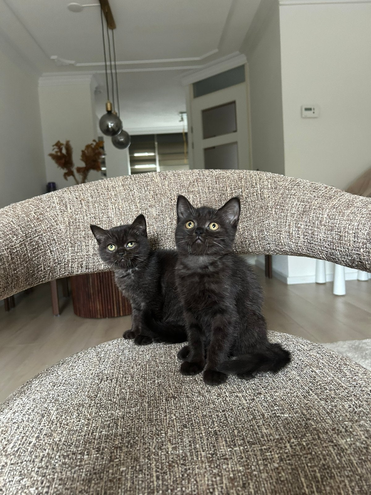 2 prachtige britsekorthaar kittens🤎 katers samen, Kater