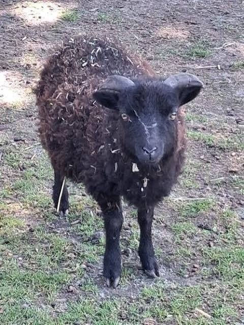 2 quessant rammetjes, Mannelijk, Schaap, 0 tot 2 jaar