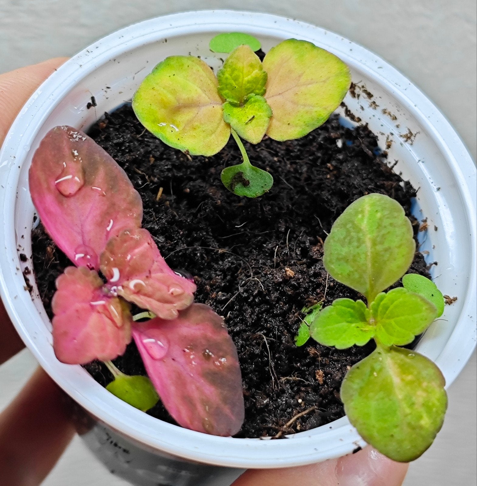 Coleus siernetel zaailingen, Ophalen, Halfschaduw, Minder dan 100 cm