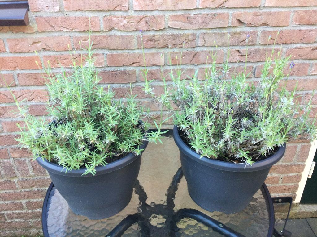 Tuinplanten Lavendel 2 potten van 24 cm doorsnee €10, Tuin en Terras, Planten | Tuinplanten, Volle zon, Vaste plant, Zomer, Ophalen