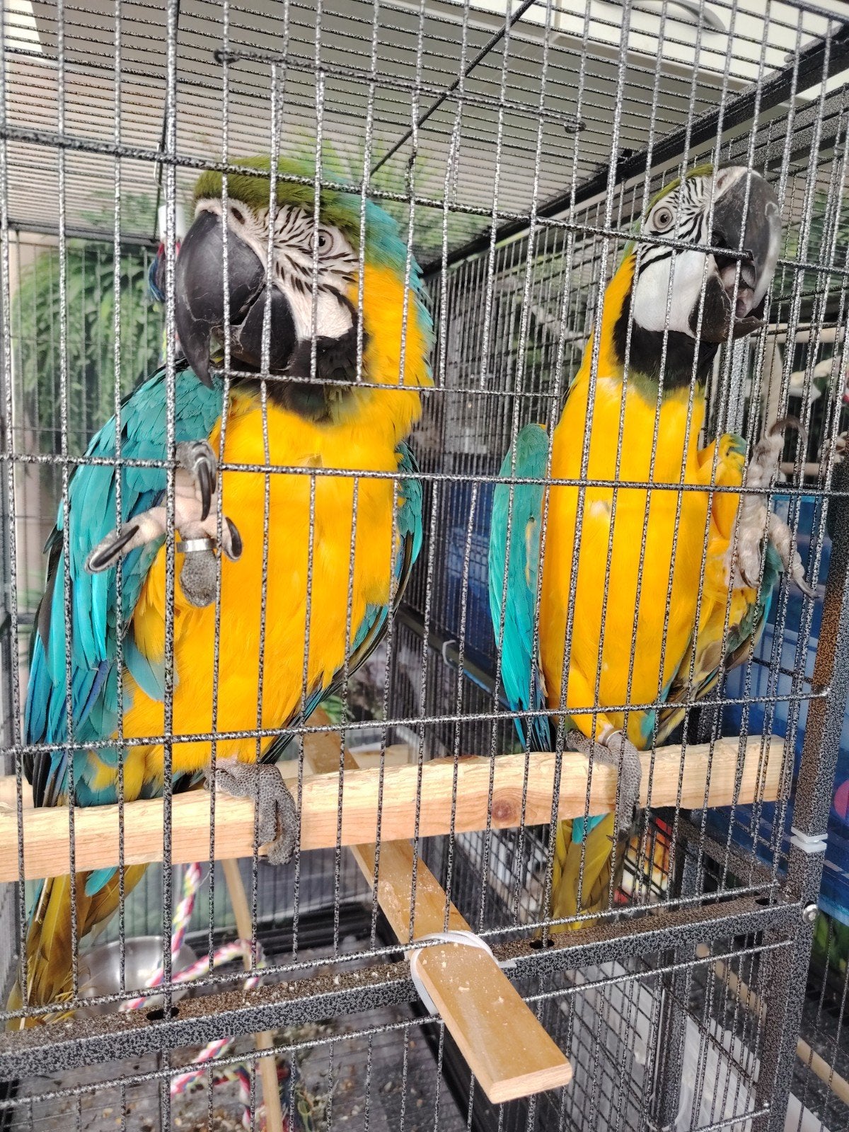 Ara, Dieren en Toebehoren
