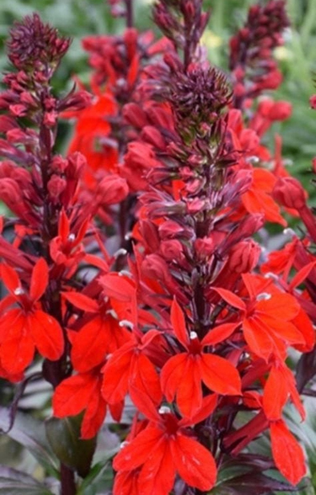 Lobelia Starship Scarlet - 2 liter pot - Laatste 80 stuks, Tuin en Terras, Ophalen of Verzenden, Vaste plant, Overige soorten