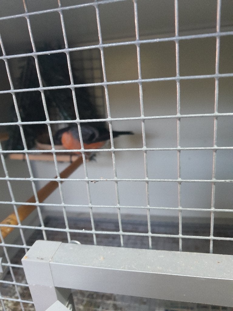 goudvinken, Dieren en Toebehoren, Vogels | Overige Vogels, Meerdere dieren, Wildzangvogel, Geringd