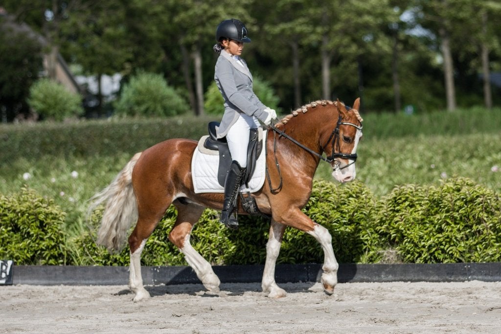 Talentvolle & erg knappe allrounder Categorie - D, Met stamboom, Ruin, 3 tot 6 jaar, L