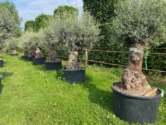 TE KOOP Prachtige oude olijfbomen, NU UITZOEKEN grote keuze, 100 tot 250 cm, Olijfboom, Zomer, Ophalen
