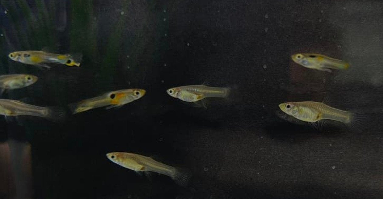 Guppen guppies vissen, Vis