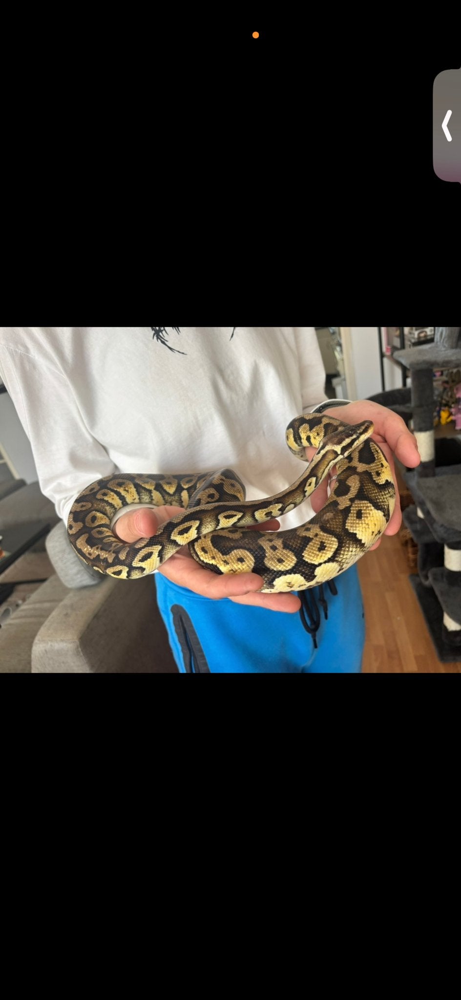 Koningspython met terrarium Ball Python photo 2