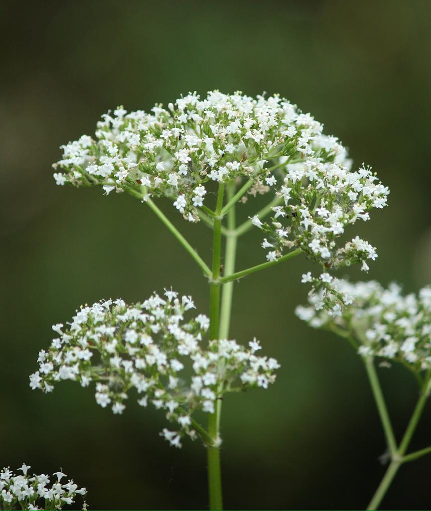 Echte valeriaan biologisch in bloei, Ophalen, Volle zon, Vaste plant, Kruiden