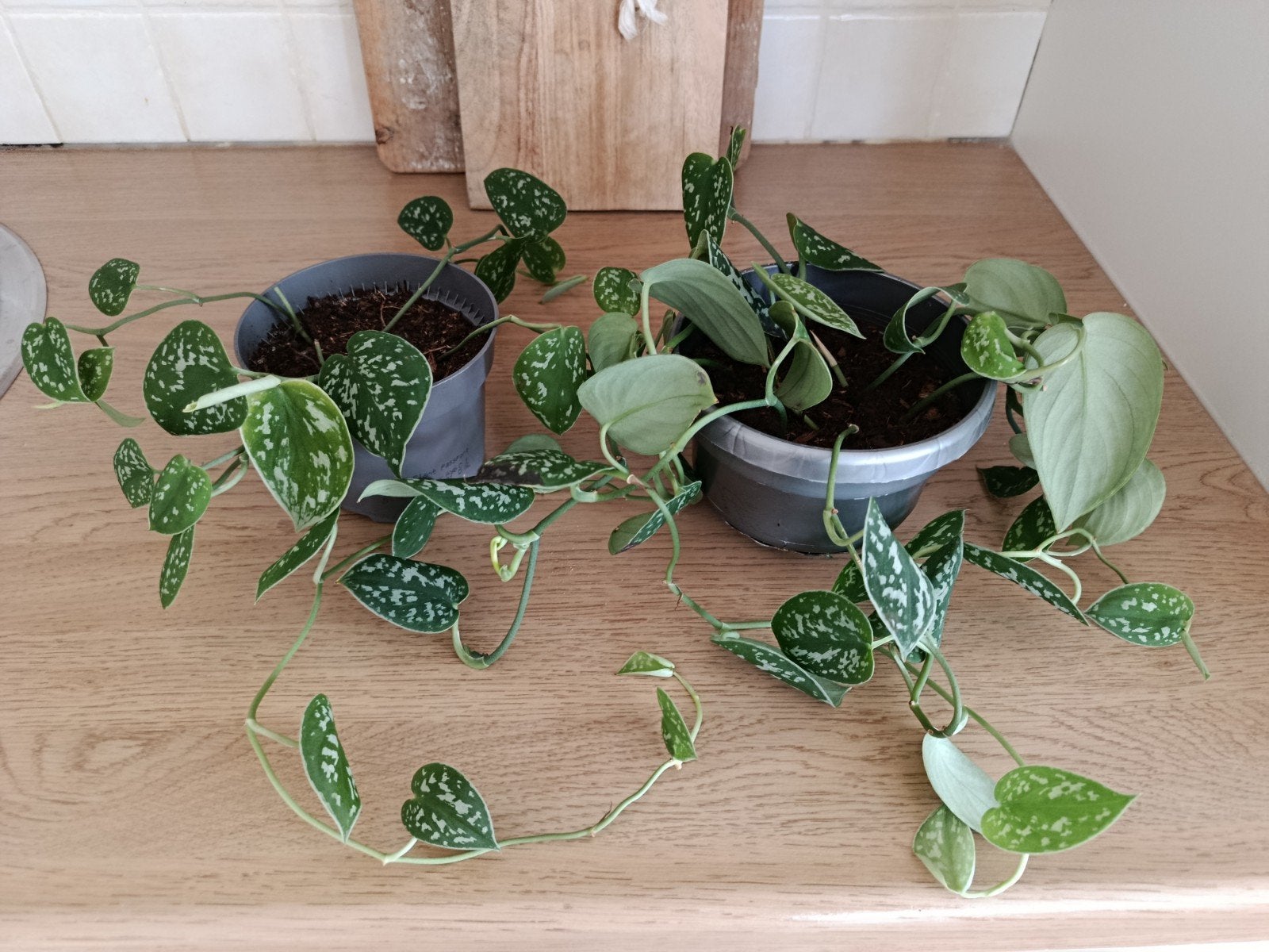 Scindapsus Pictus stekjes - Zilverrank, Ophalen, Overige soorten, Halfschaduw, Minder dan 100 cm