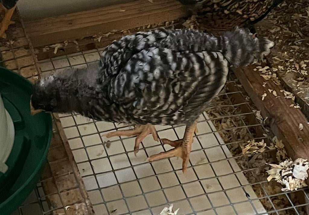 Noord hollandse blauwe kuiken, Meerdere dieren, Kip
