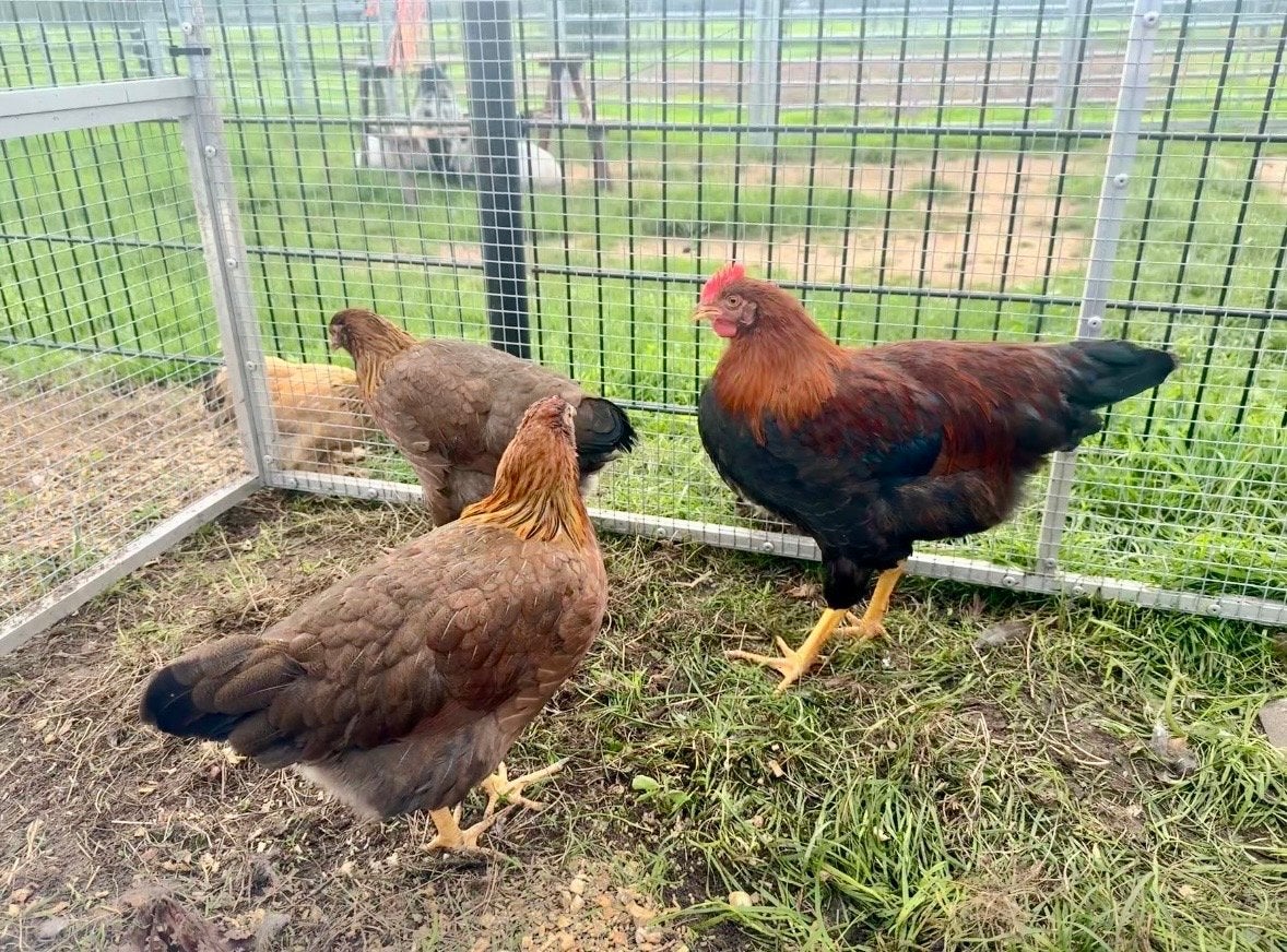 Welsummer kippen te koop, Meerdere dieren, Kip