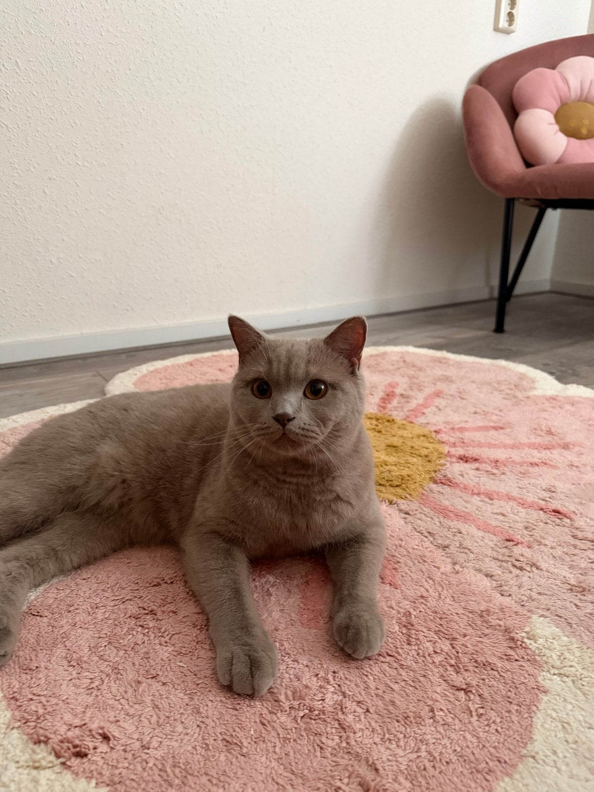 Lieve Britse korthaar kater zoekt een nieuw thuis ️, Kater