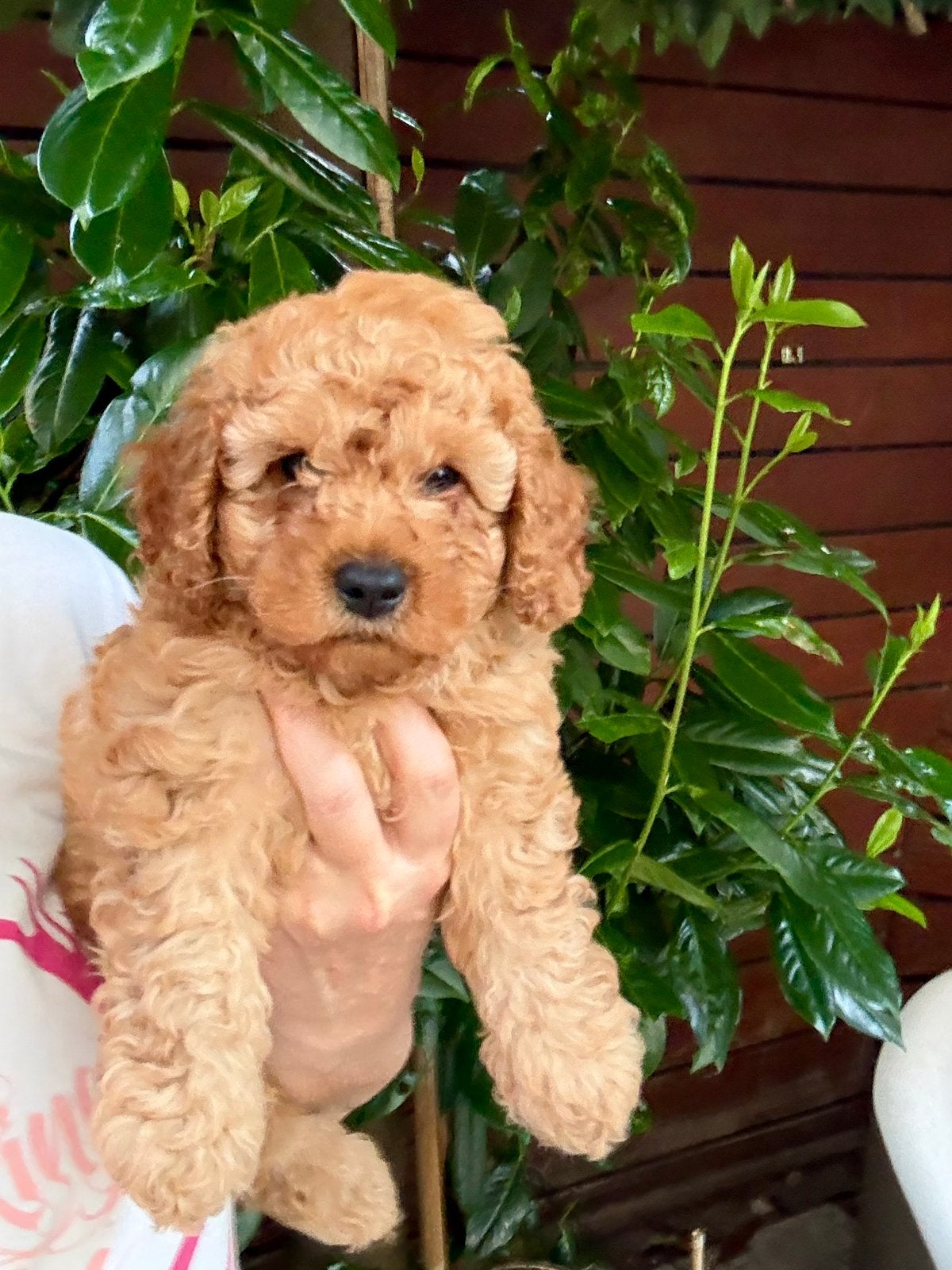 Prachtige Toypoedel pups, Poedel, Parvo, 8 tot 15 weken, Meerdere dieren