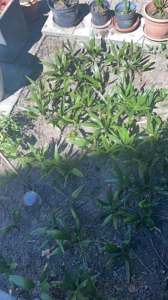 Kleine palmbomen te koop - Diverse exemplaren beschikbaar, Volle zon, Vaste plant, Bloeit niet, Ophalen