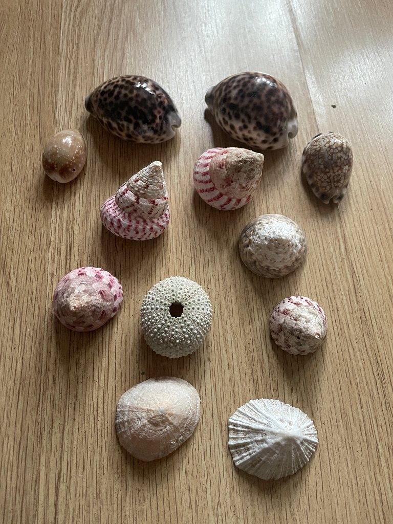 Verschillende schelpen, Verzamelen, Ophalen of Verzenden, Schelp(en)