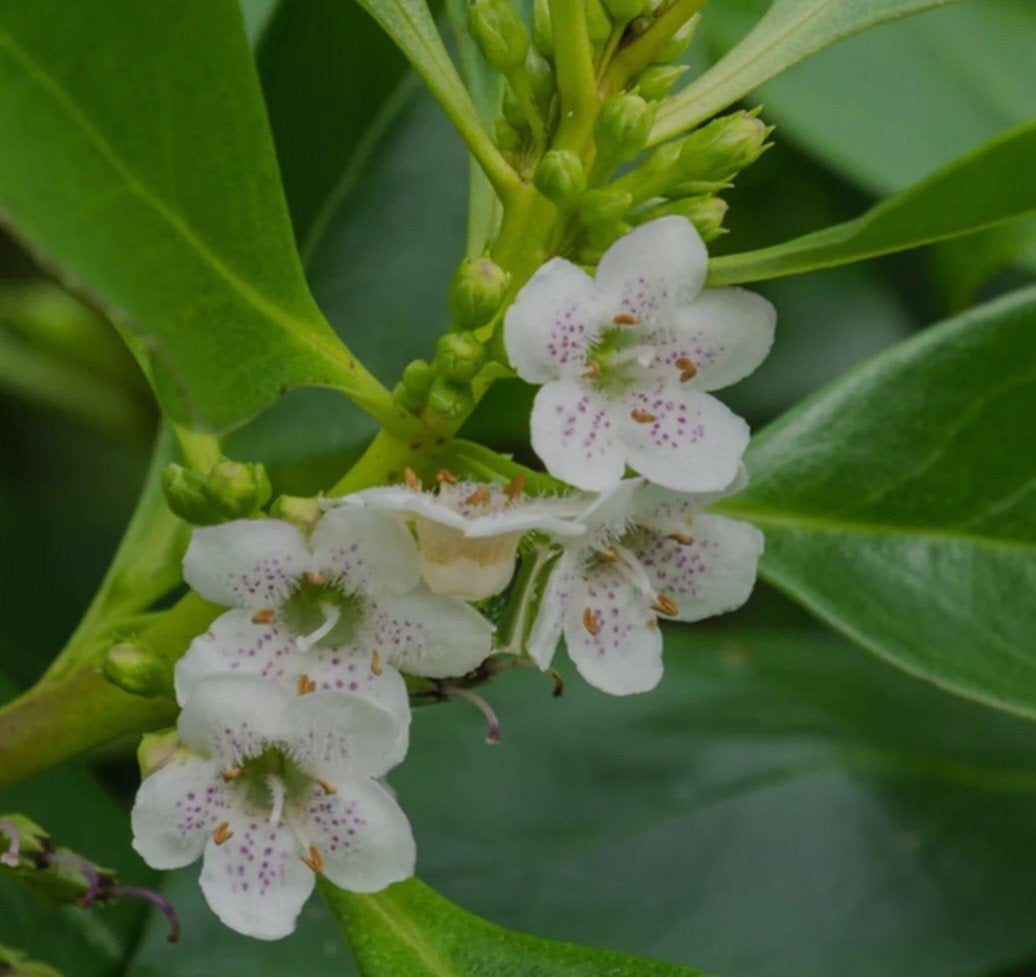 Myoporum laetum (Ngaio) zaden / Witte Oleander, Ophalen, Volle zon