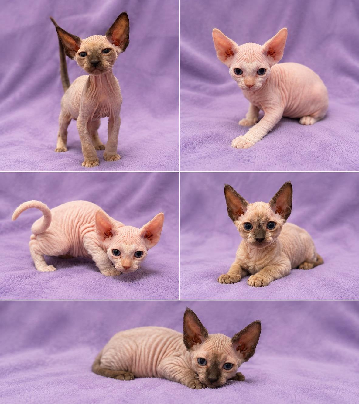 Devon rex x kittens, Dieren en Toebehoren, Meerdere dieren, Gechipt, 0 tot 2 jaar