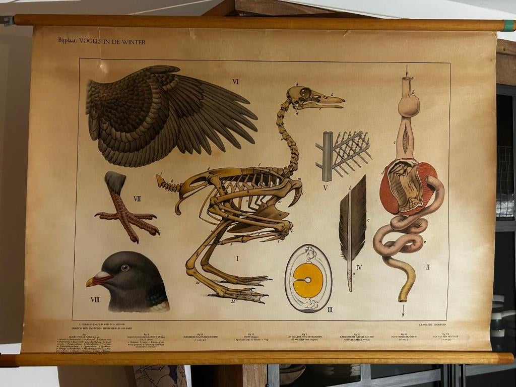 Bijplaat vogels in de winter, Antiek en Kunst, Ophalen of Verzenden, Natuur en Biologie