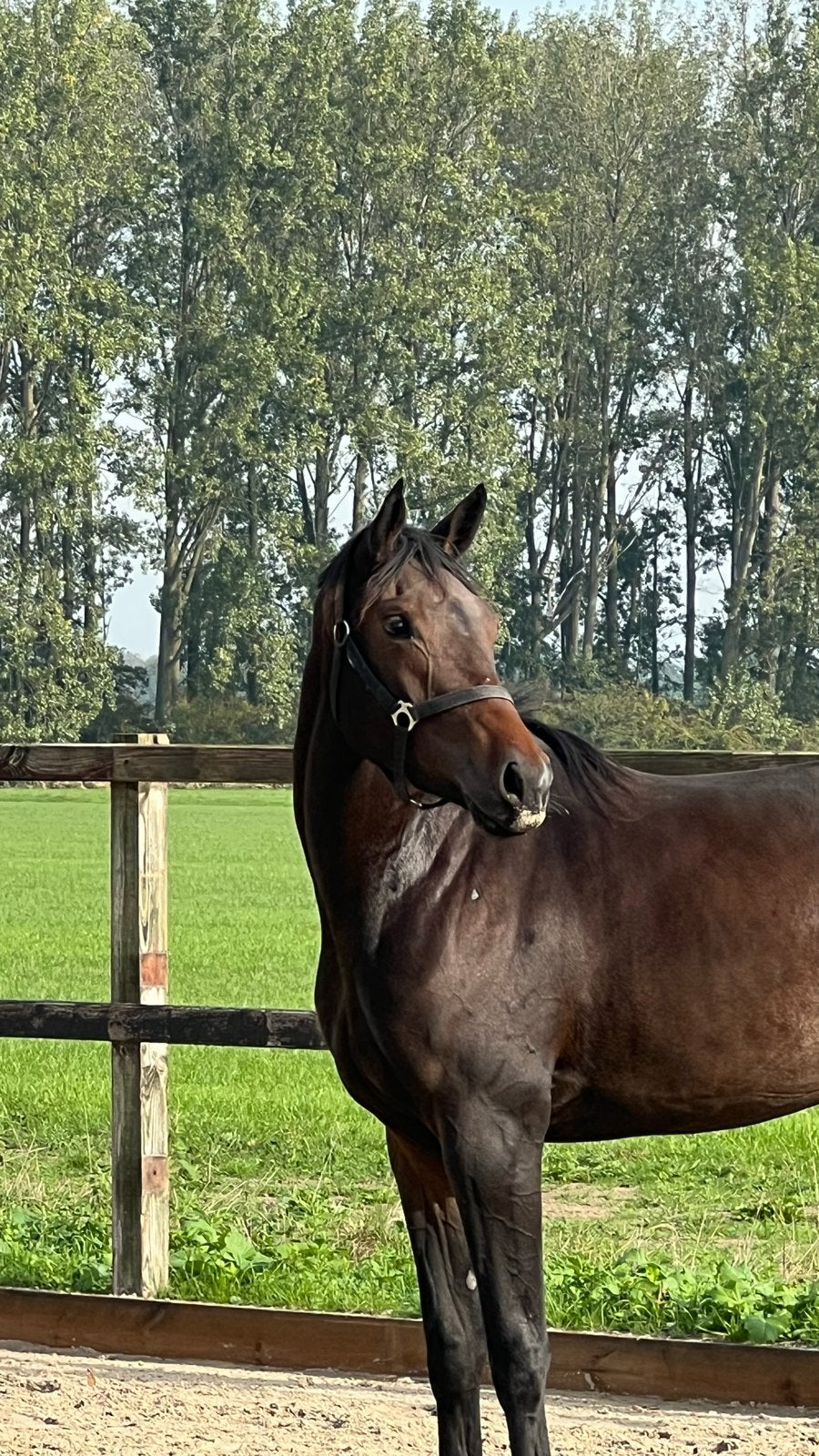 2,5 jr. merrie van Succession x Rubiquel, Dieren en Toebehoren, Merrie, Met stamboom, Dressuurpaard, 0 tot 2 jaar