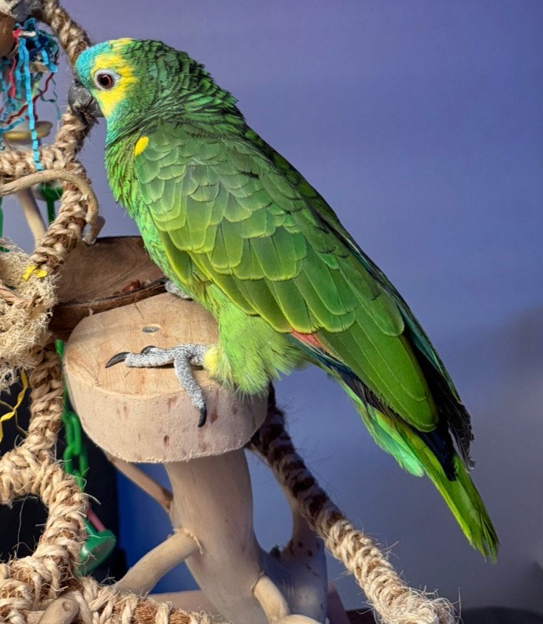 Blauwe voorhoofd amazone, Geslacht onbekend, Papegaai, Pratend