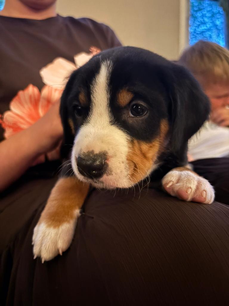 Appenzeller Sennenhond puppy’s, Overige rassen, 8 tot 15 weken, Parvo, Meerdere dieren
