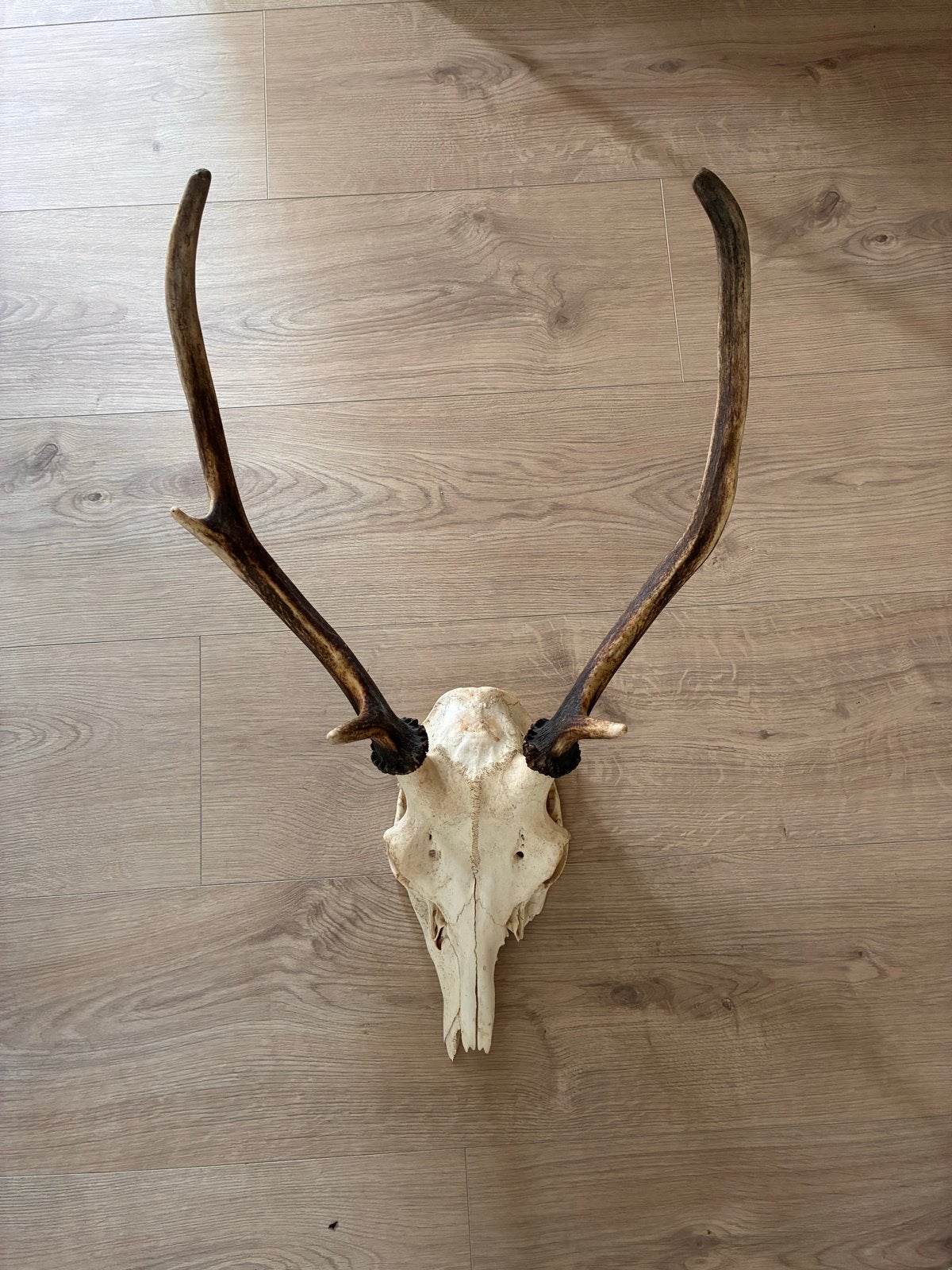 Edelherten schedel met gewei - Decoratie, Verzamelen, Ophalen, Gebruikt, Hert, Schedel