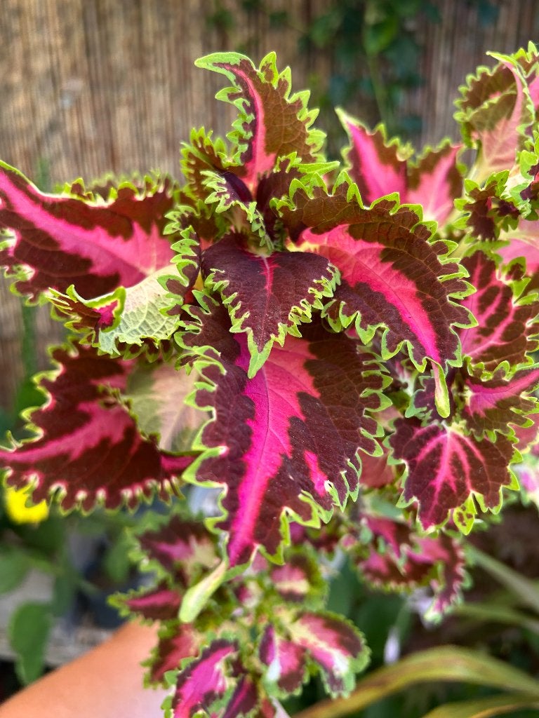 Coleus topstek ✂️, Ophalen of Verzenden, Halfschaduw, Minder dan 100 cm