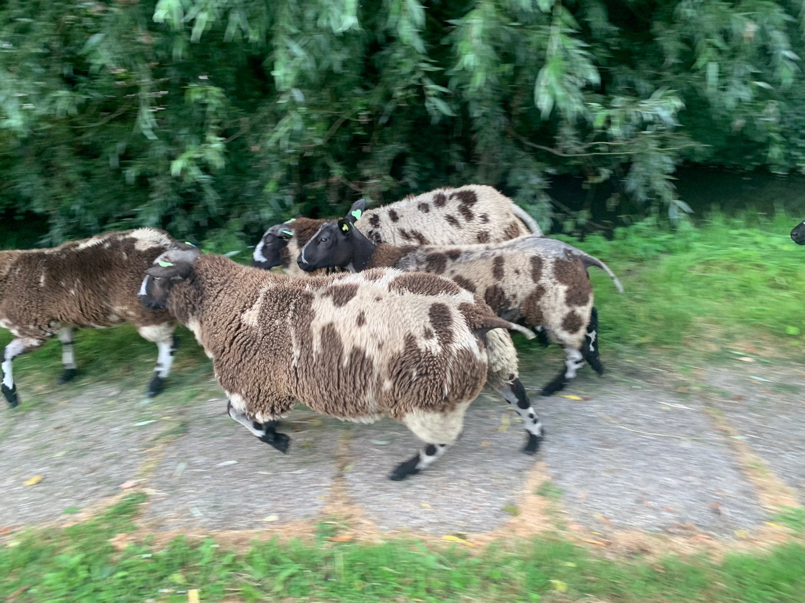 LUXE BONTE DEKRAMMEN, Mannelijk, Schaap, 0 tot 2 jaar