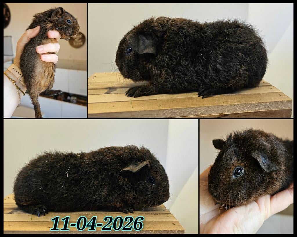 Skinnydrager cavia beertje, Dieren en Toebehoren, Cavia, April, Mannelijk, Tam