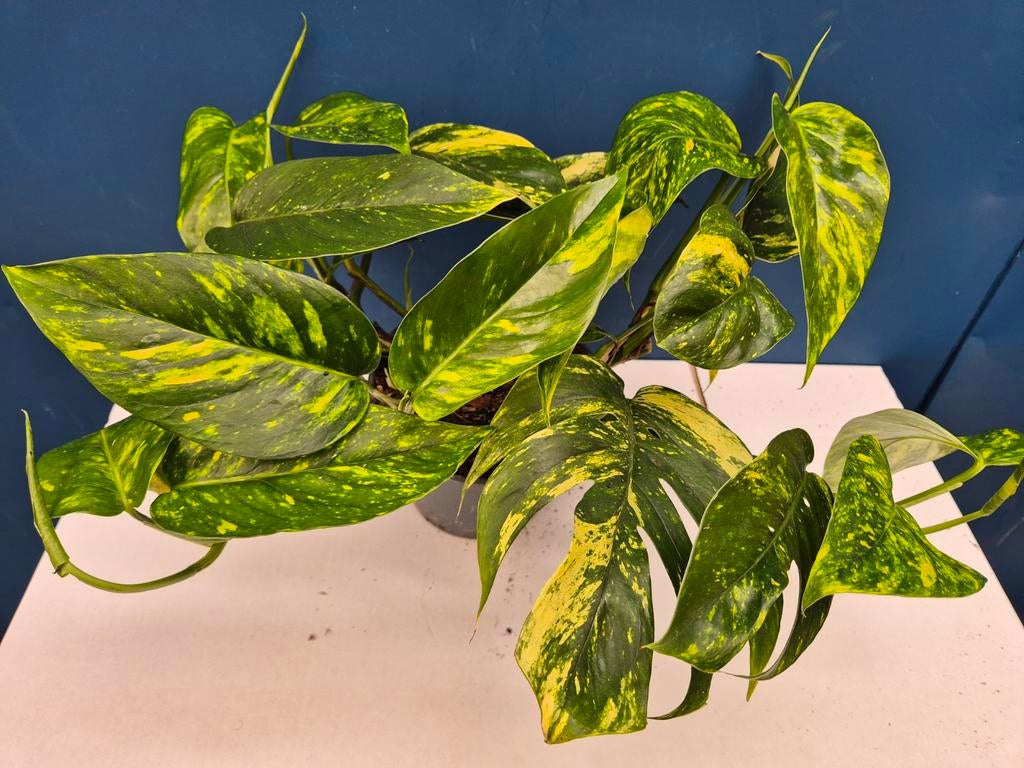 Epipremnum pinnatum Cintho Goldfinger p17 XXL (3)
