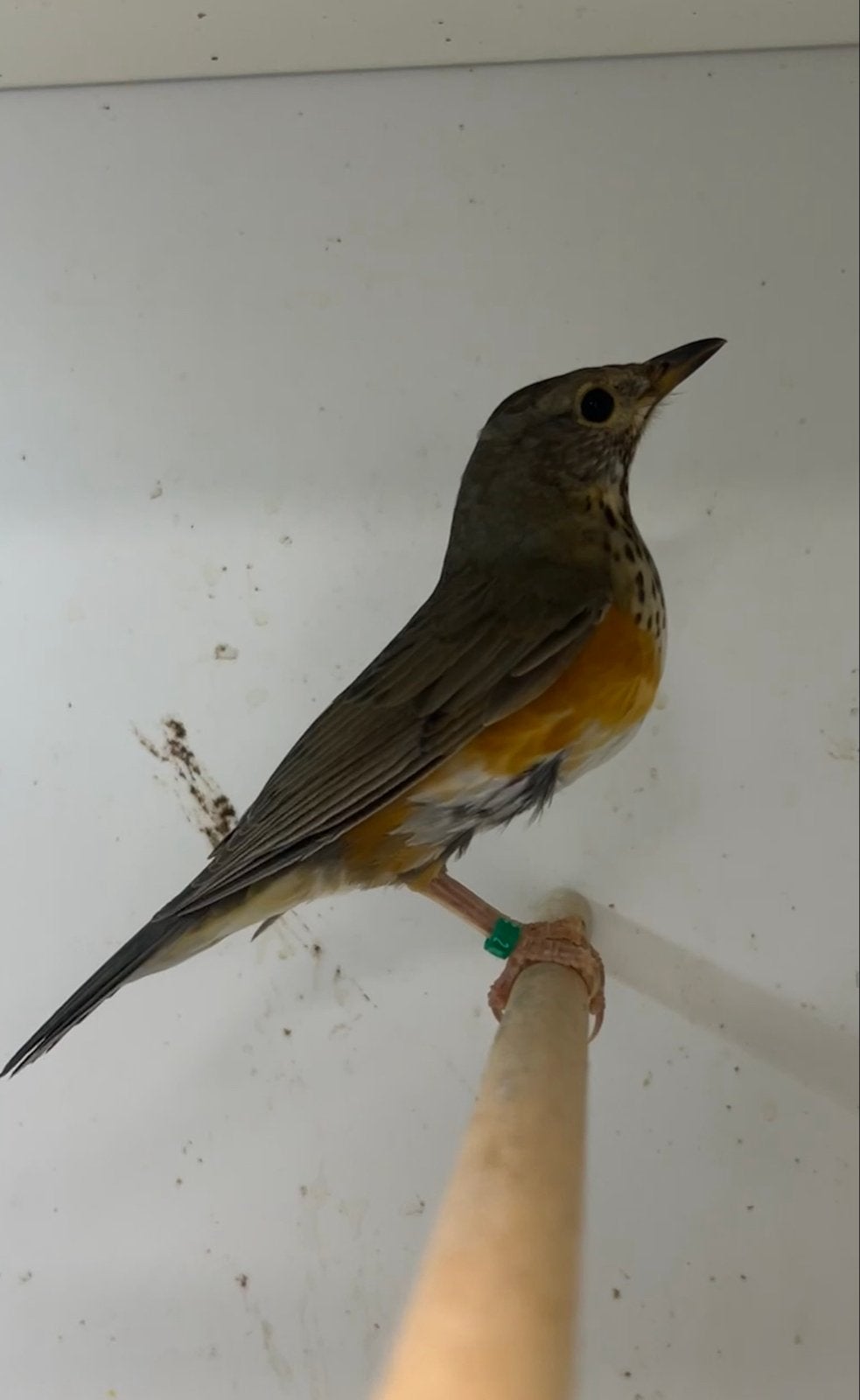 0-1 grijskap lijster, Dieren en Toebehoren, Vogels | Overige Vogels, Vrouwelijk, Tropenvogel, Geringd