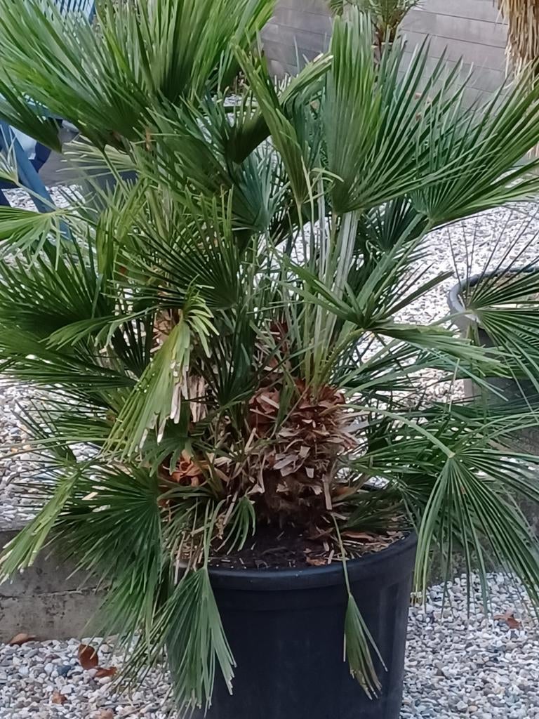 Mooie Chamaerops Humilis palm in kuip, Ophalen, Vaste plant, Overige soorten, Volle zon