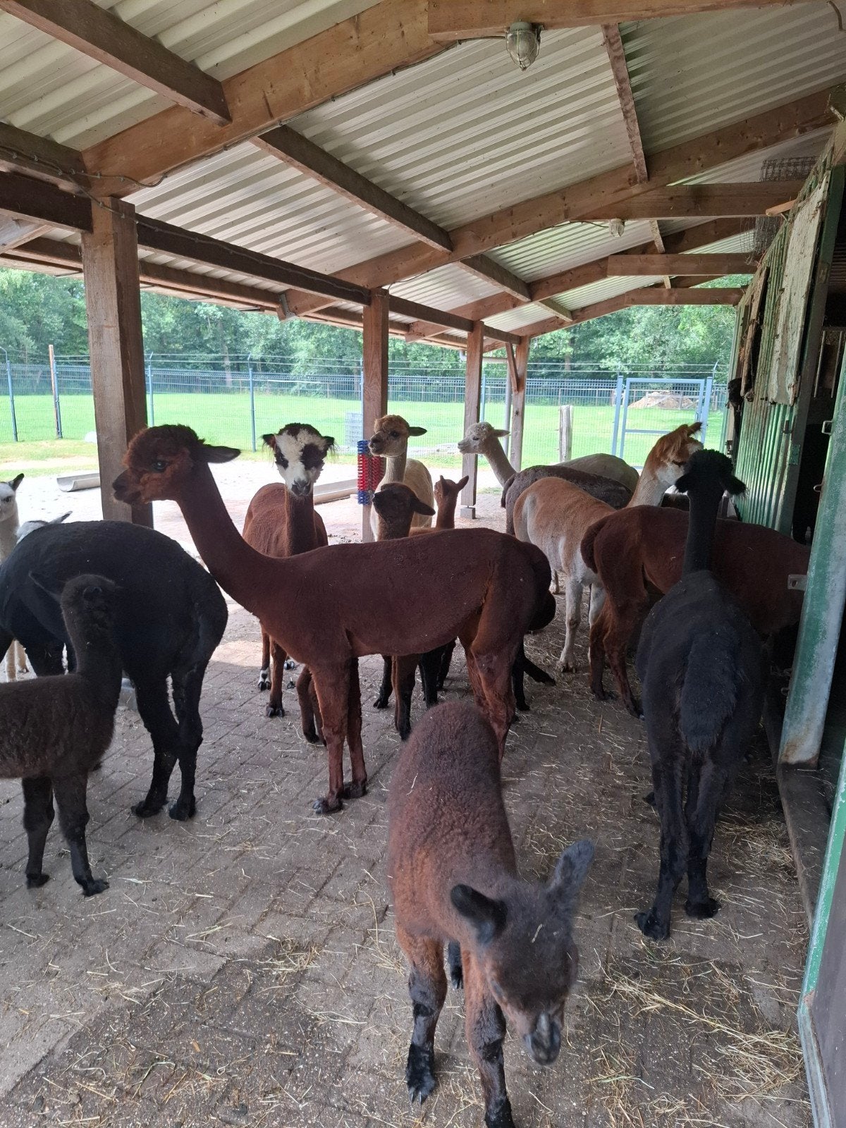 Diverse merries met en zonder veulen., Dieren en Toebehoren, Mei, Meerdere dieren