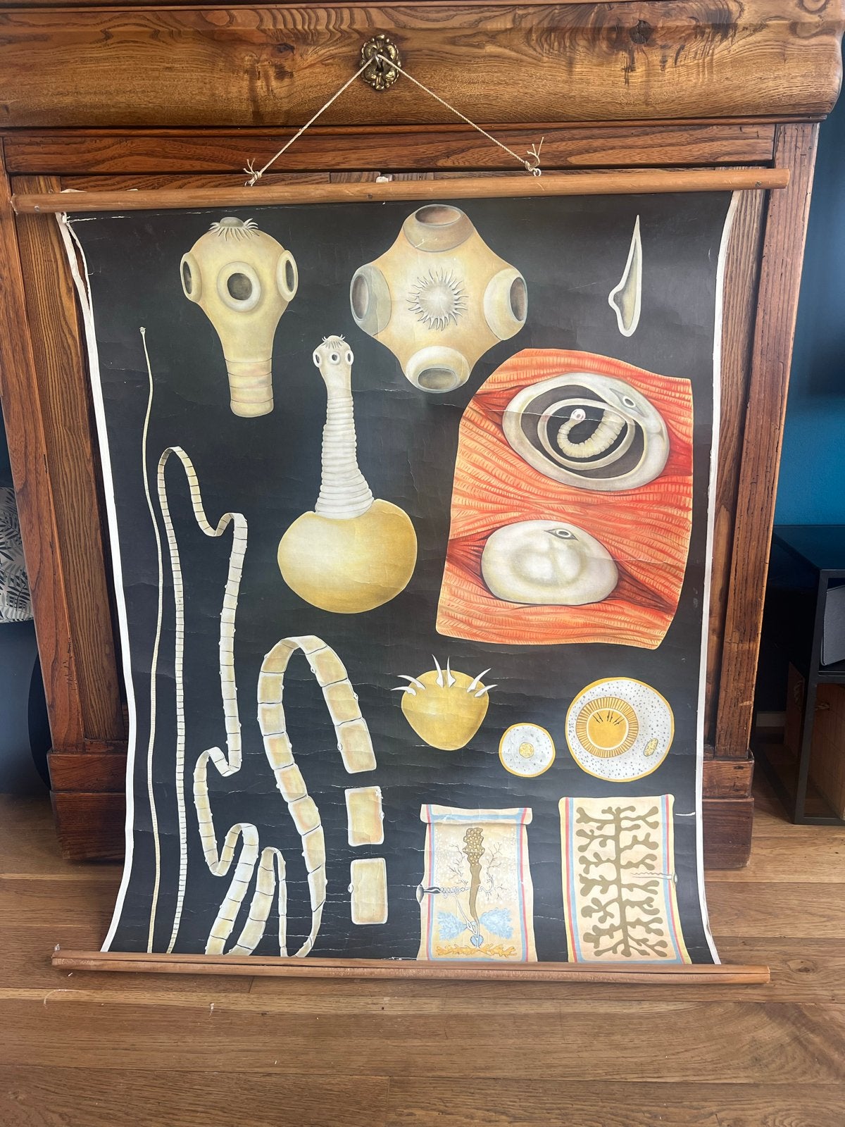 Vintage schoolplaat lintworm - Biologie onderwijs, Antiek en Kunst, Ophalen of Verzenden, Natuur en Biologie