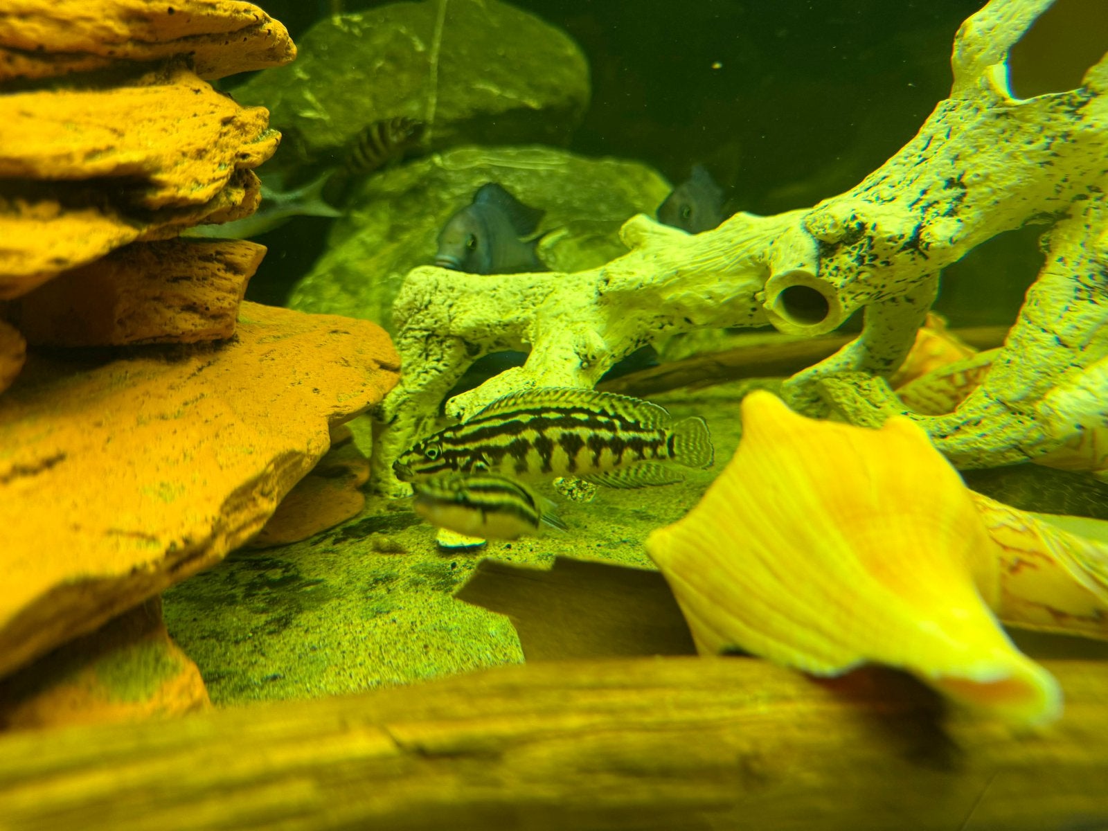 Tanganyika marlieri, Dieren en Toebehoren, Vissen | Aquariumvissen, Vis